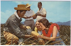 Vintage Hawaiian Postcard Luscious Golden Hawaiian Pineapple Hawaii Harvest
