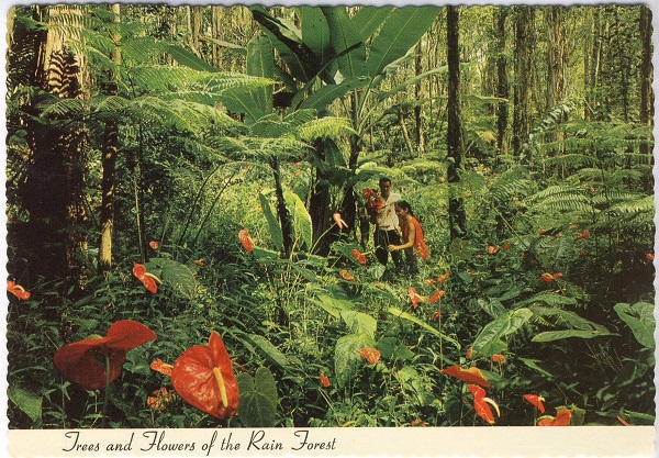 Trees and Flowers of the Rain Forest Hawaii Vintage Postcard